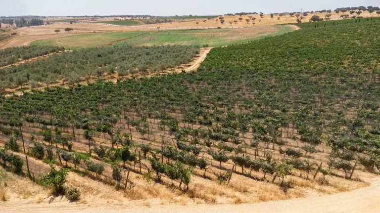 Vigne avec filet anti-oiseaux
