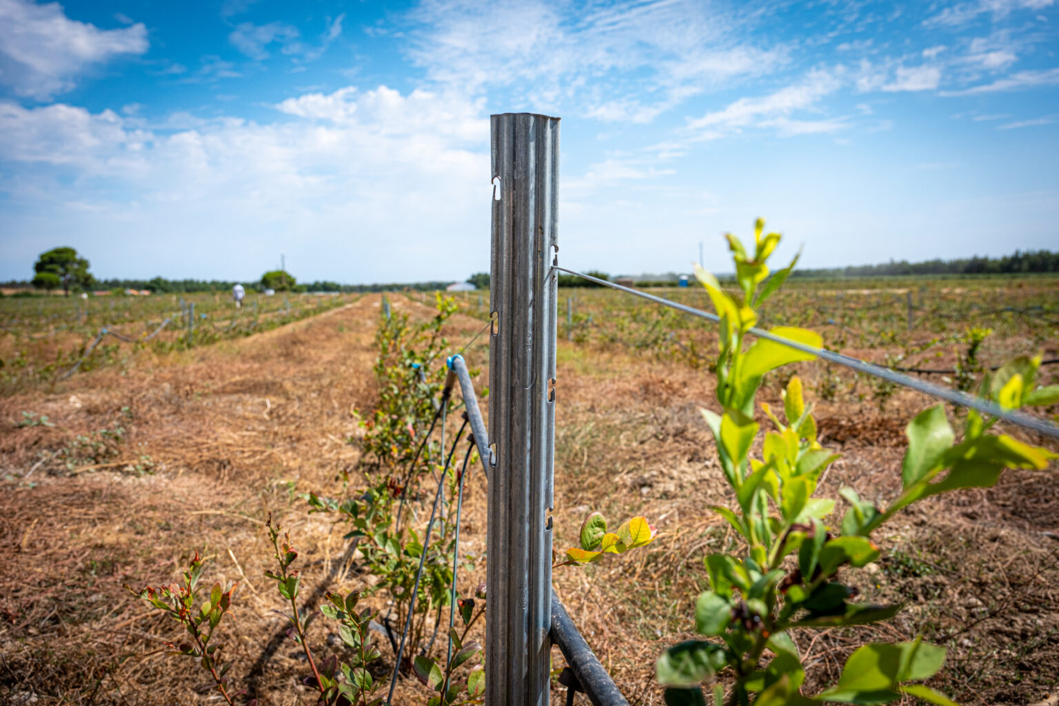 Postes metálicos em fruticultura
