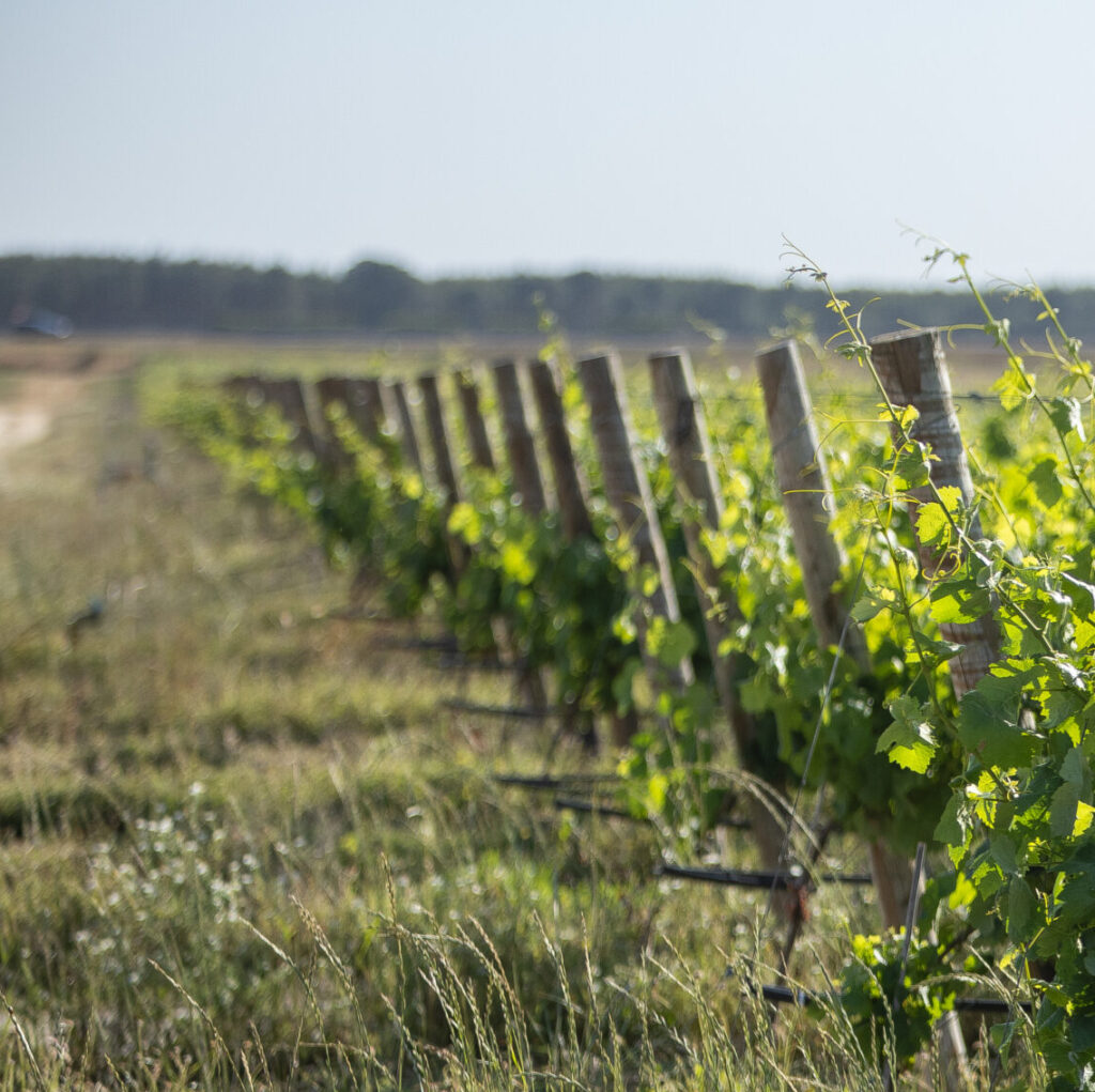 Vinha com estrutura agrícola CarmoFarm